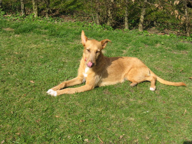Mica